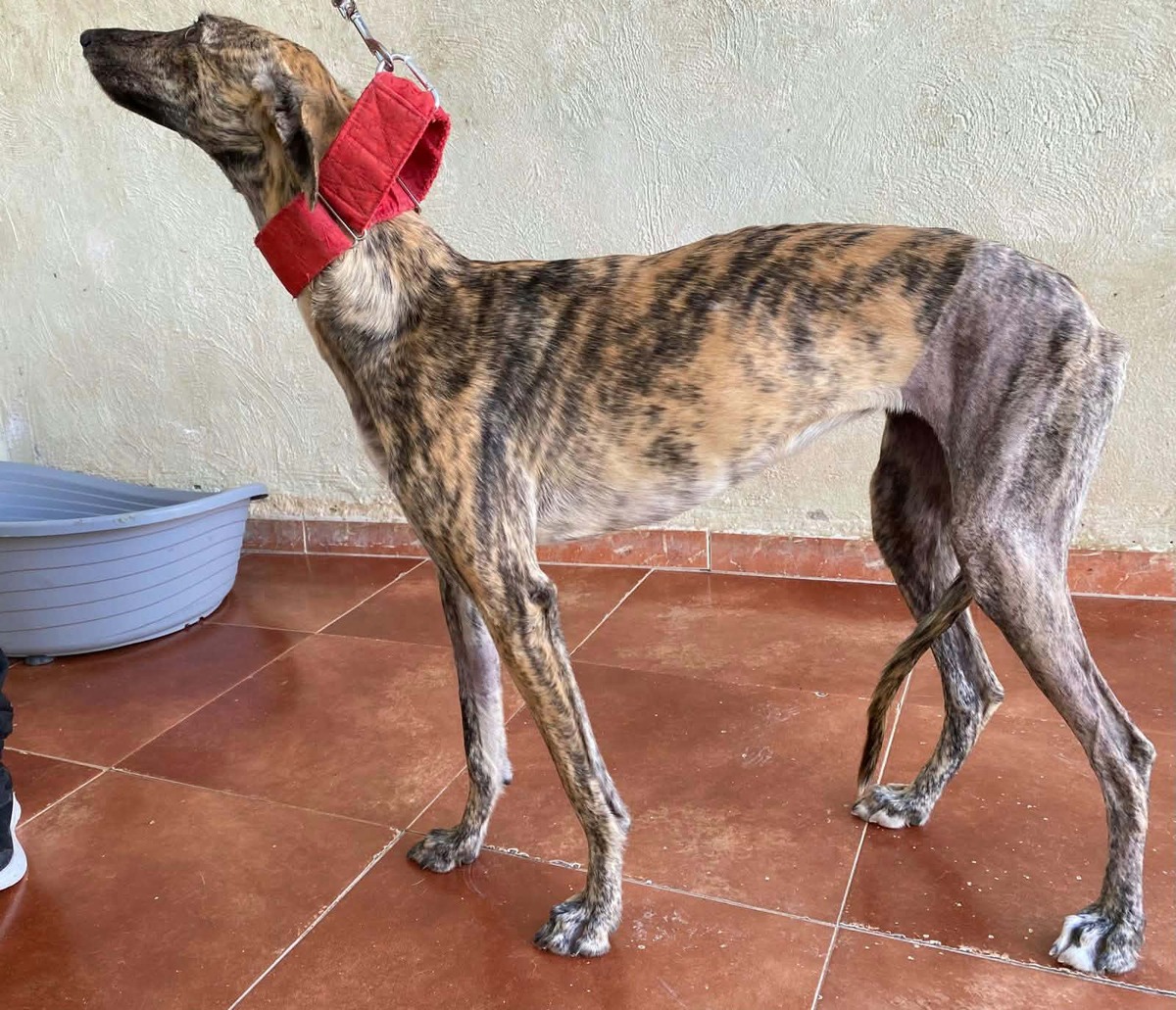 Adoption Mandarina