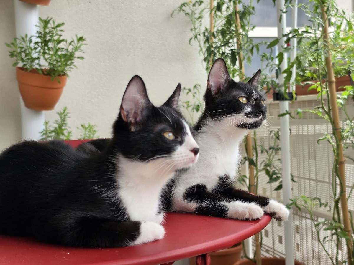 Adoption Figaro