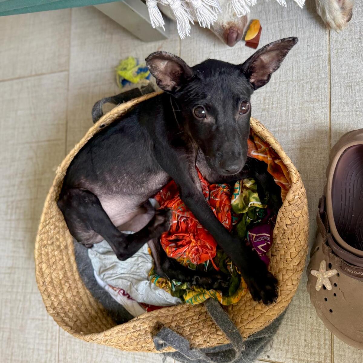 Adoption Marshall