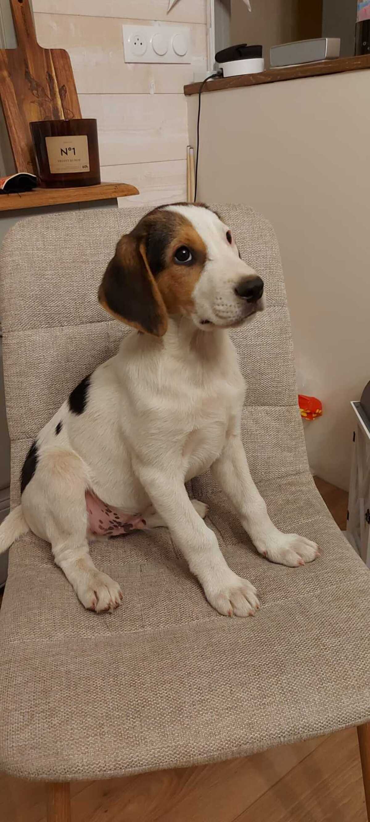 Adoption Baki