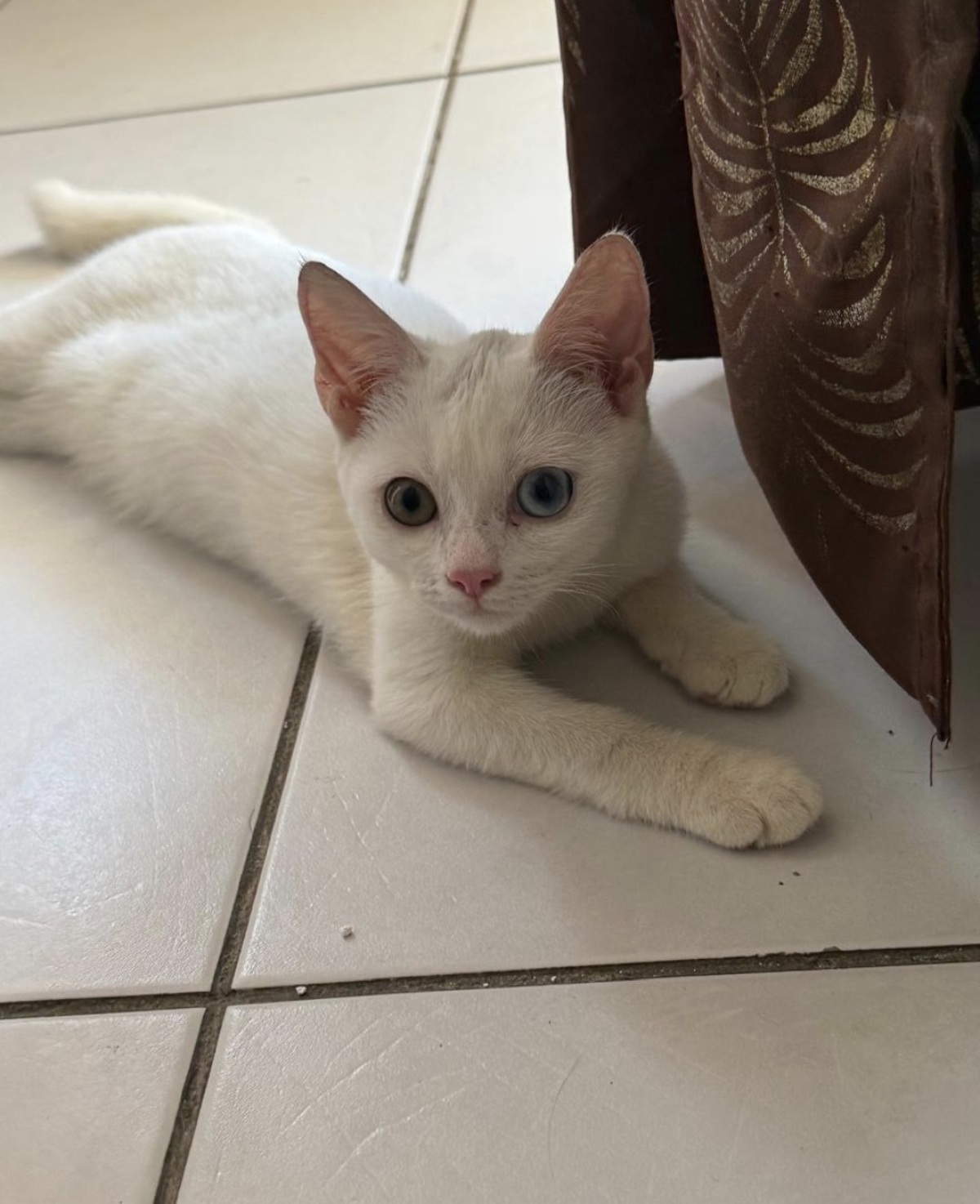 Adoption Iris