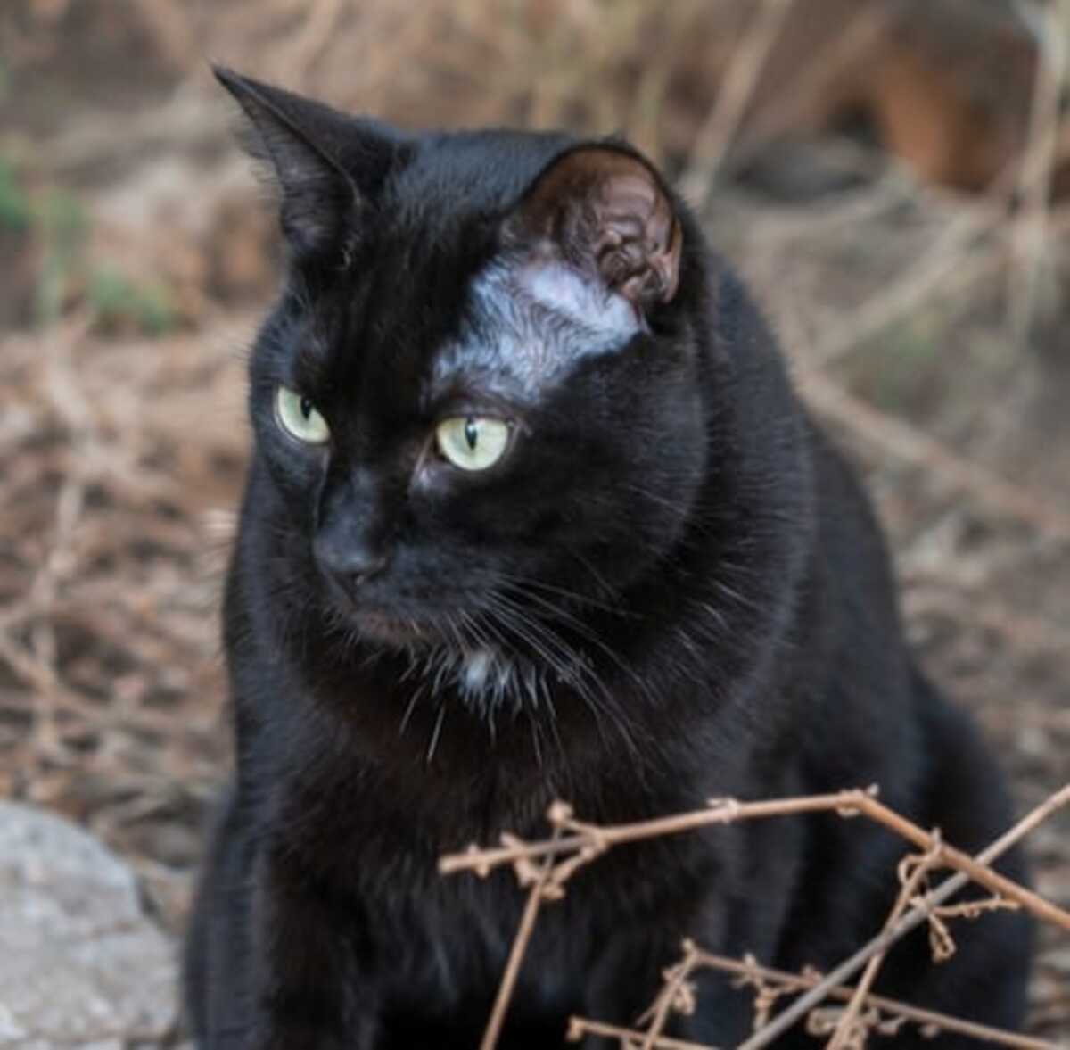 Adoption Jedï