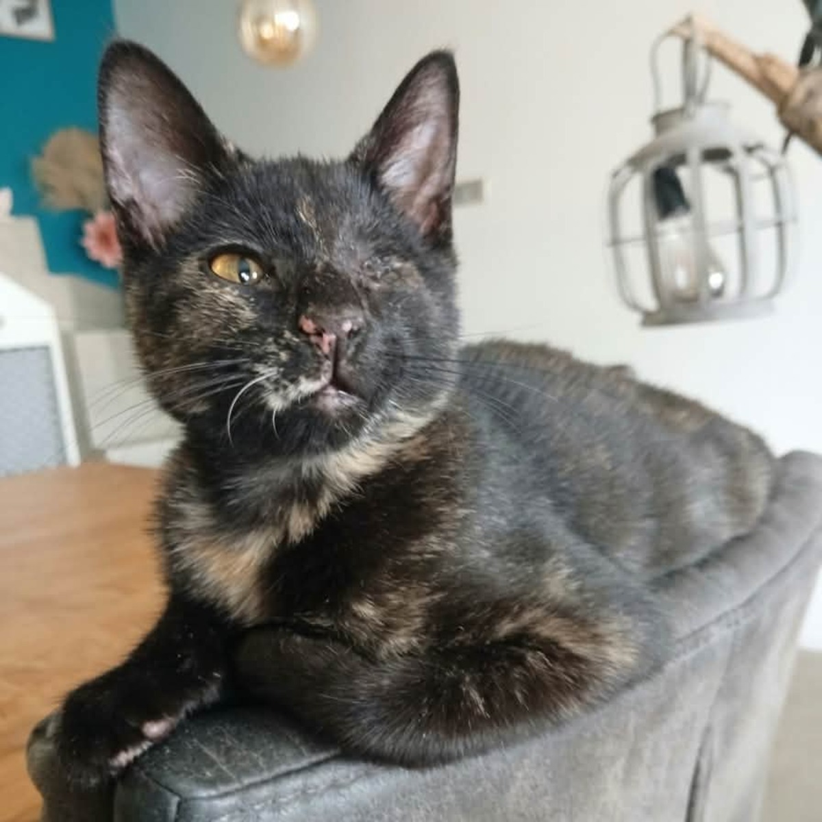 Adoption Blindy