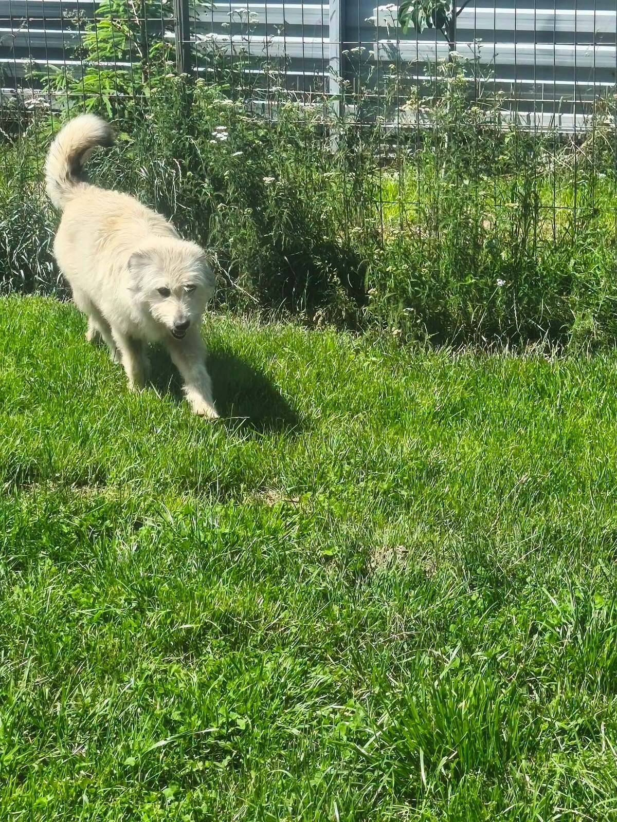 Adoption kiki