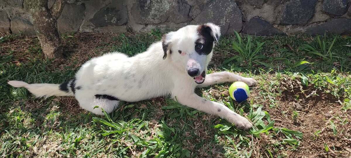 Adoption Bellis