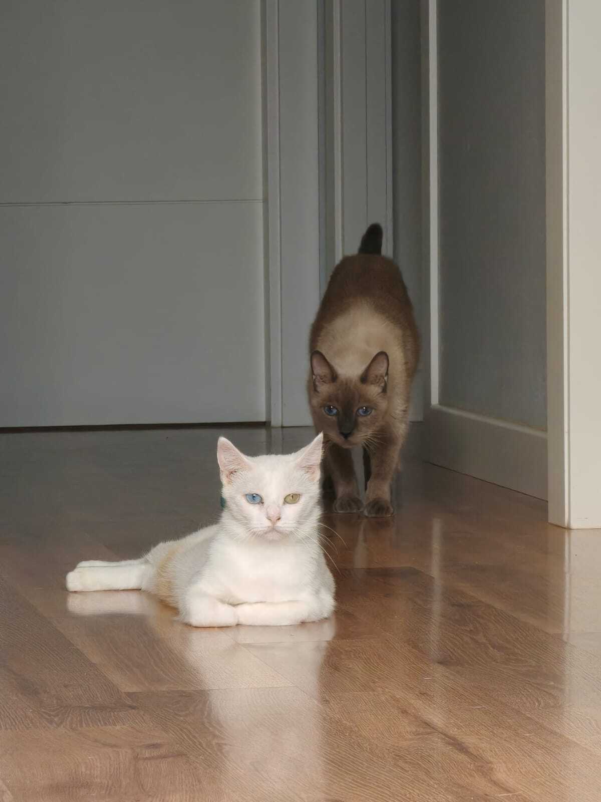 Adoption Perla