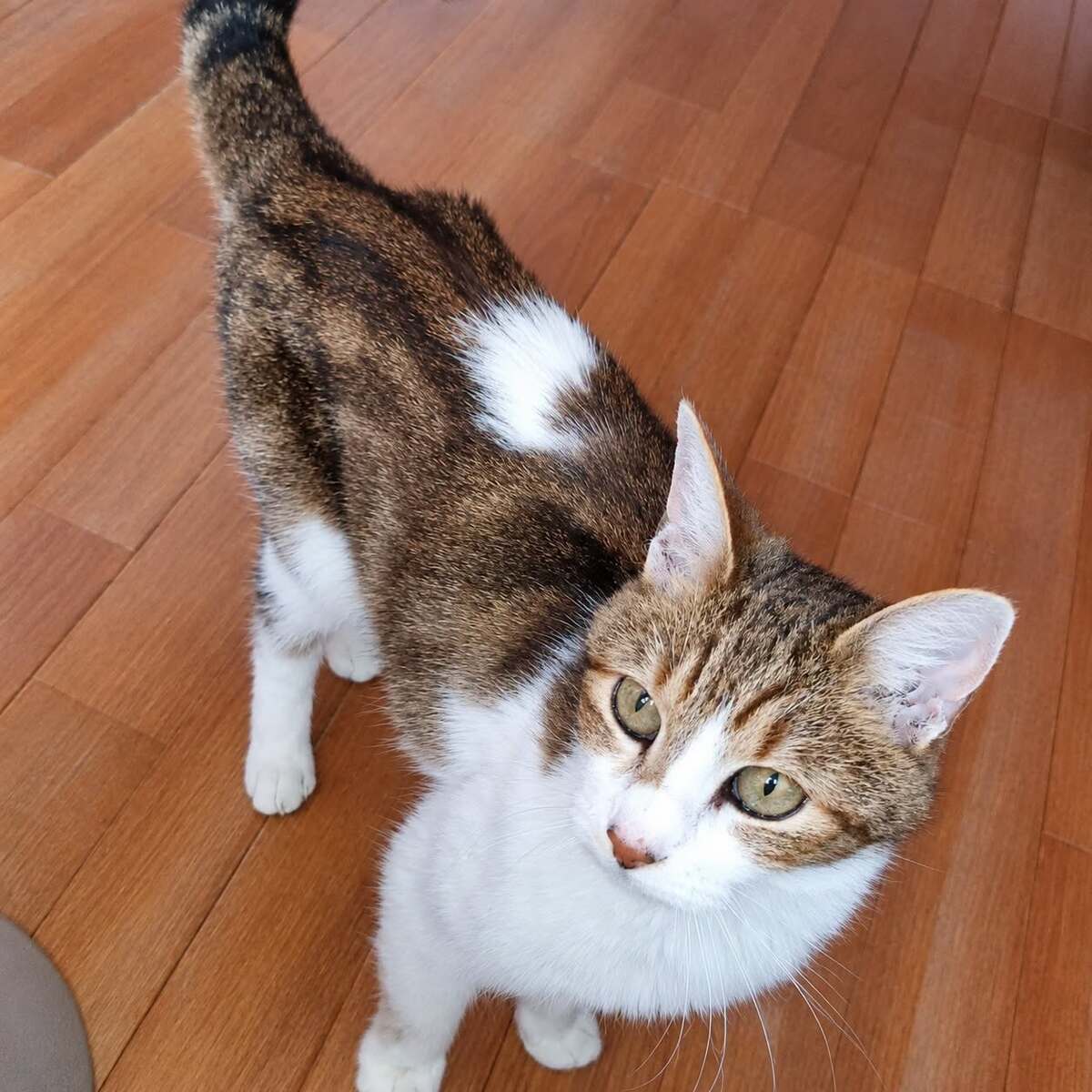 Adoption Haziel 