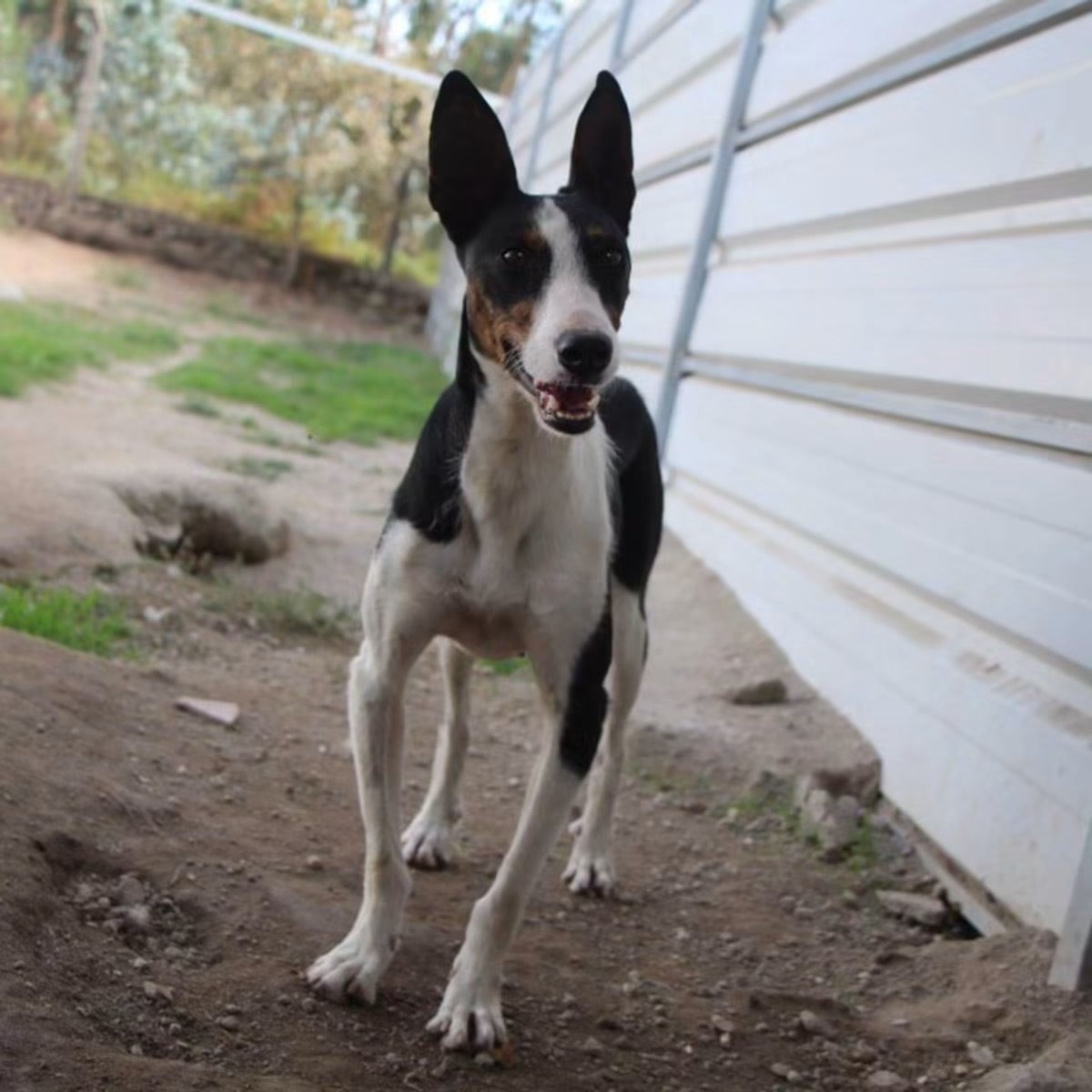 Adoption Miki