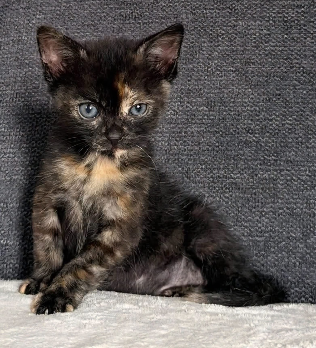 Adoption Bonnemine 
