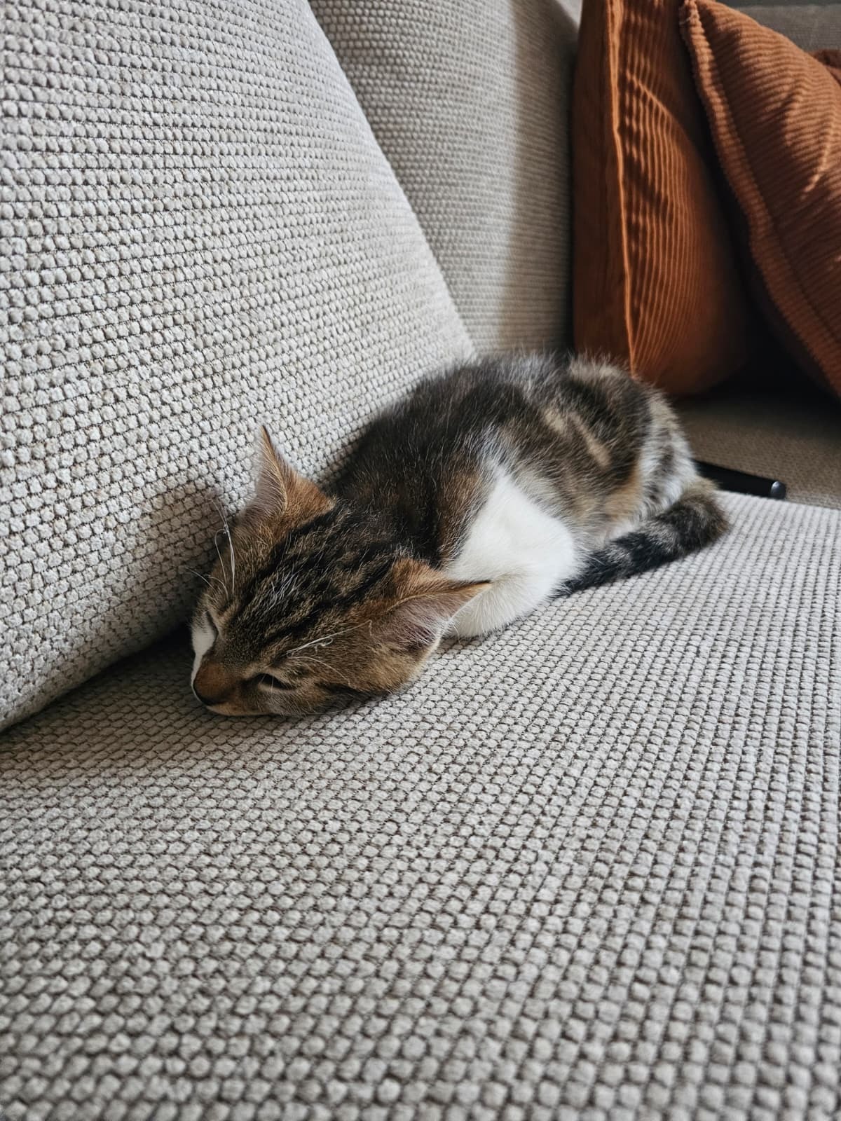 Adoption Moony