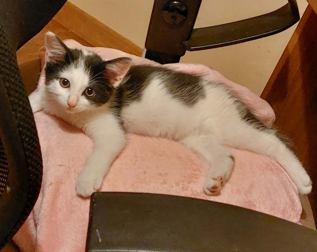 Adoption Billy