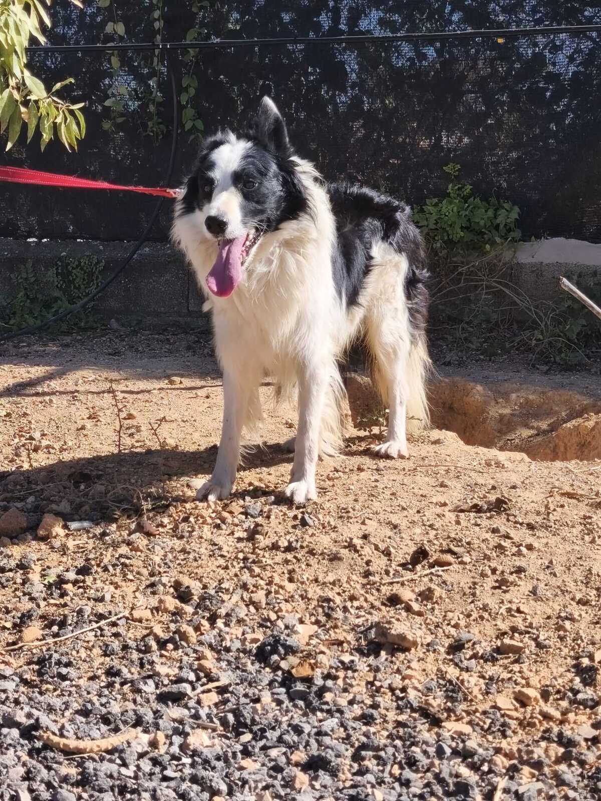 Adoption Emax