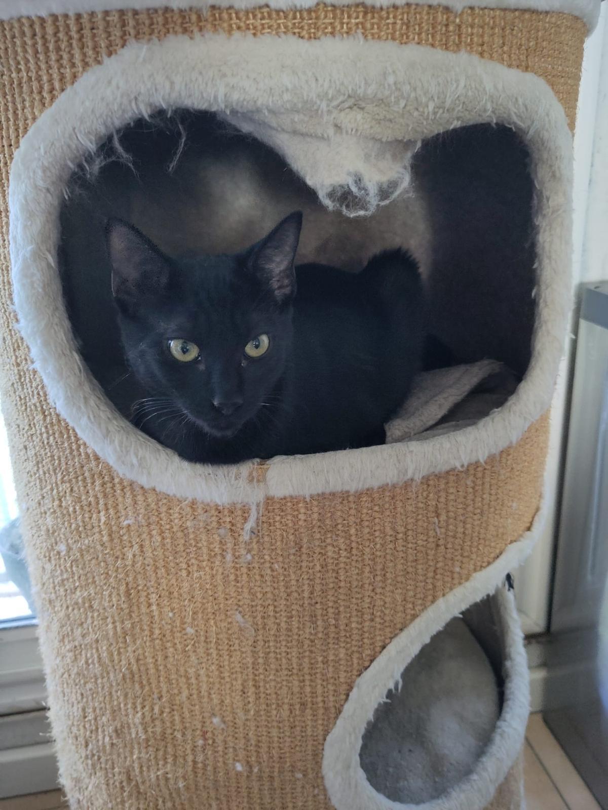 Adoption Dallas