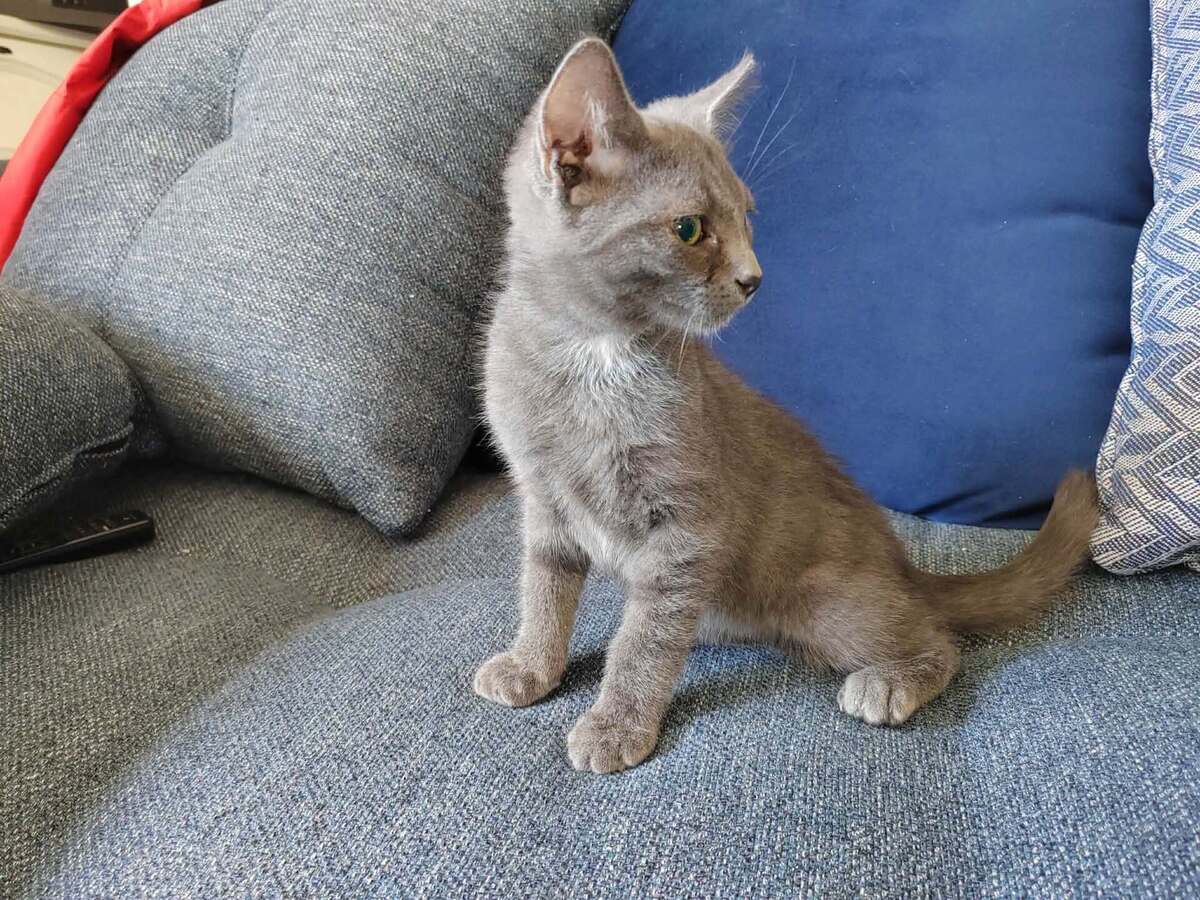 Adoption BOURBON