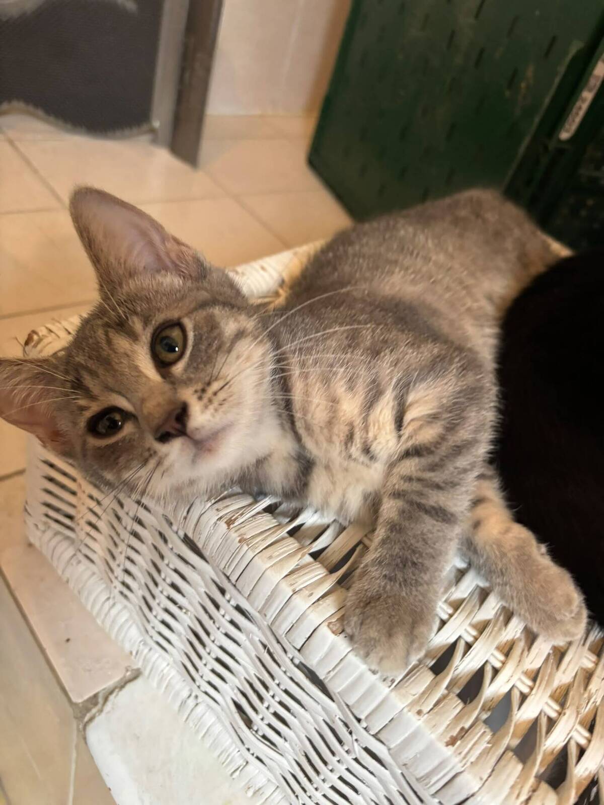 Adoption Kimi