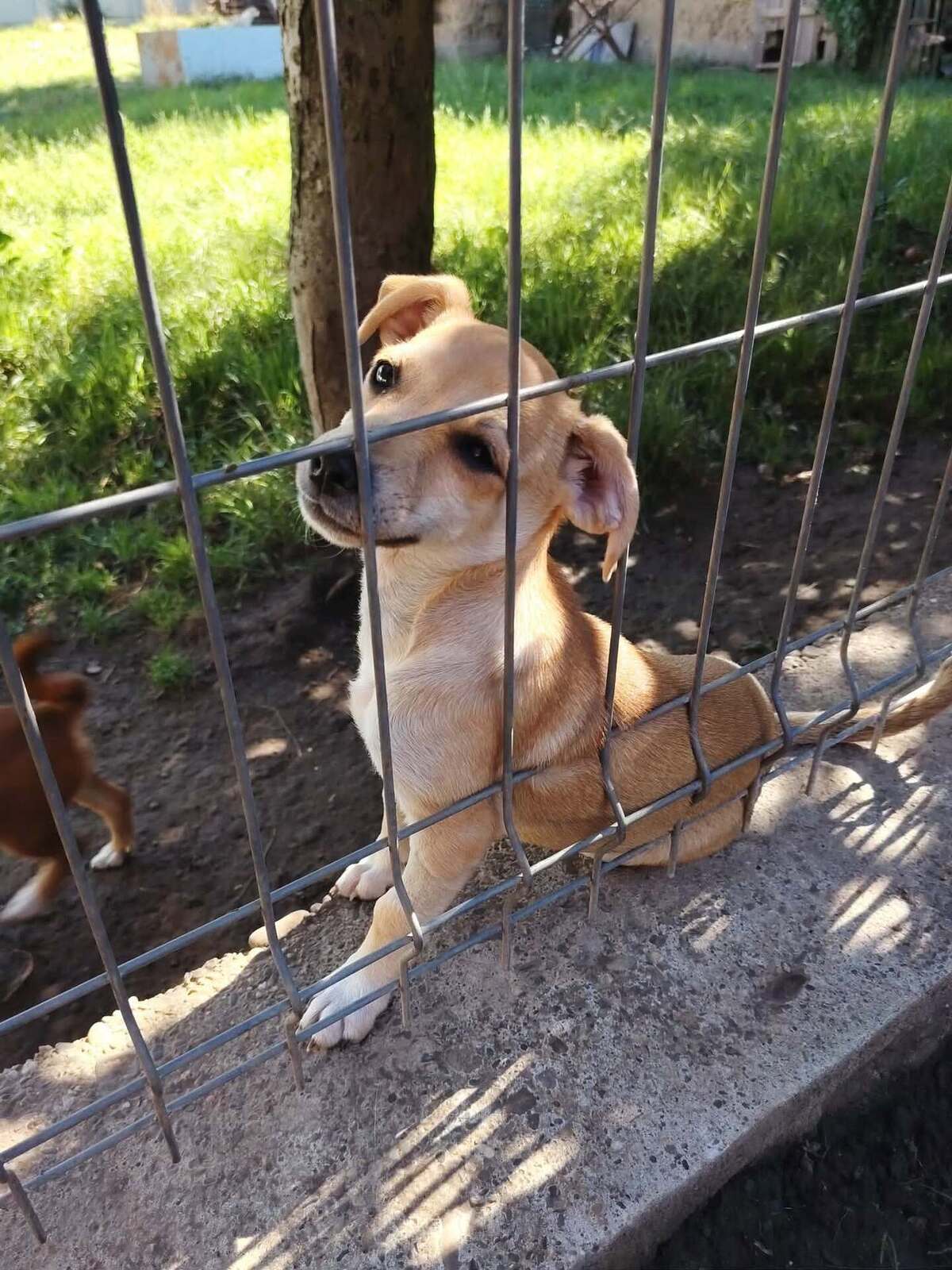 Adoption Umi