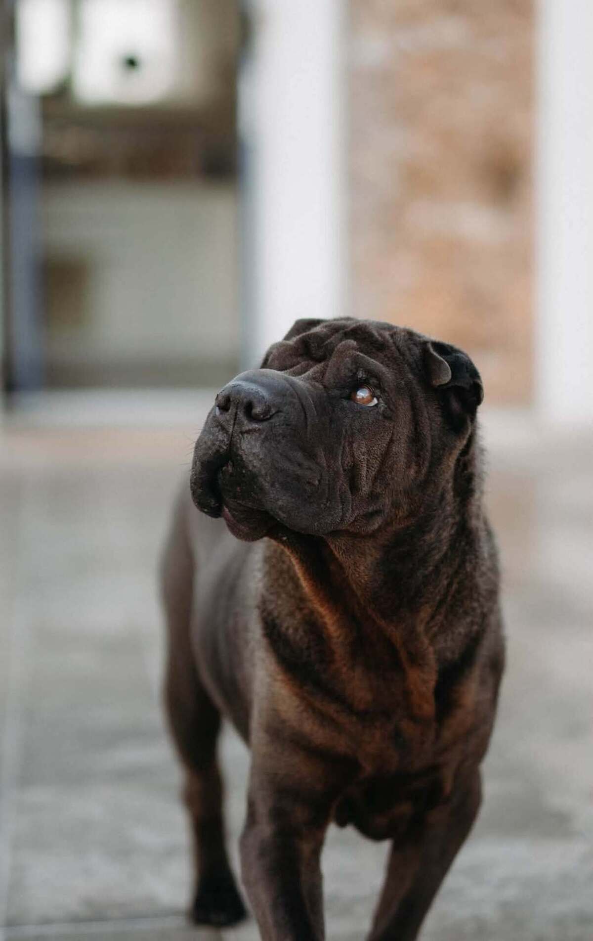 Adoption MYBOO