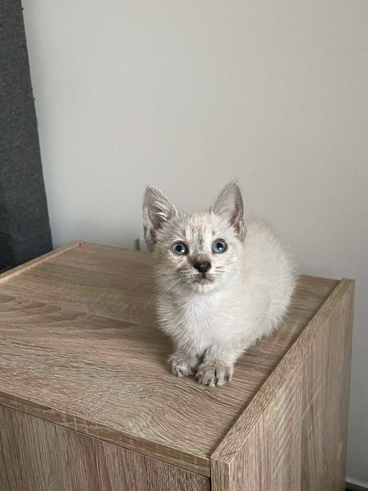 Adoption CIRILLA