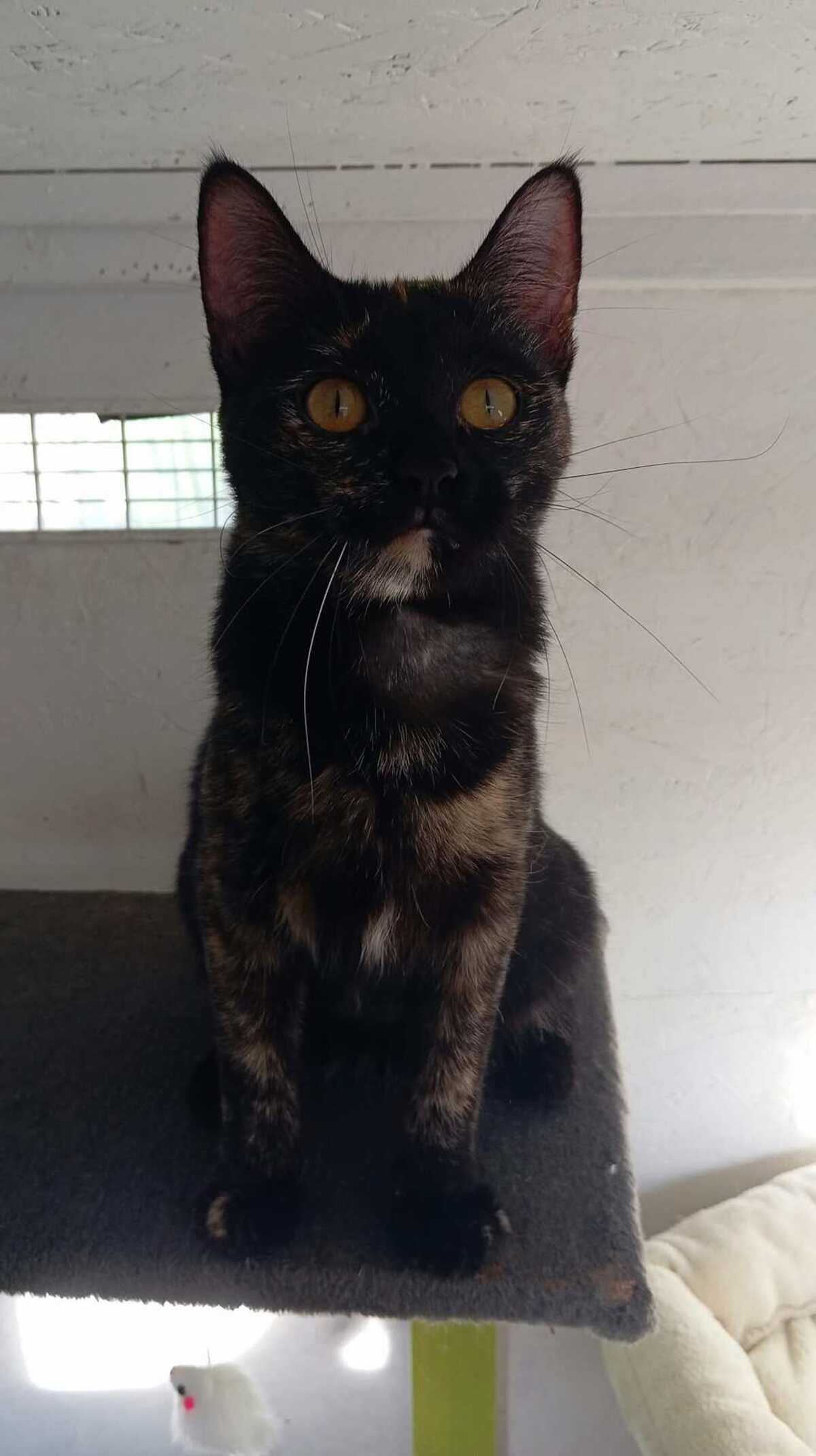 Adoption EMMA