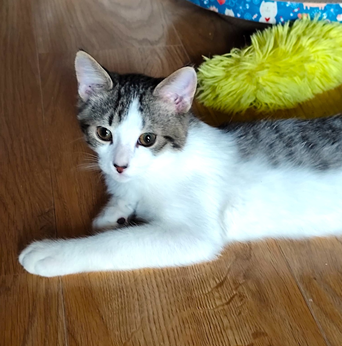 Adoption Cookie