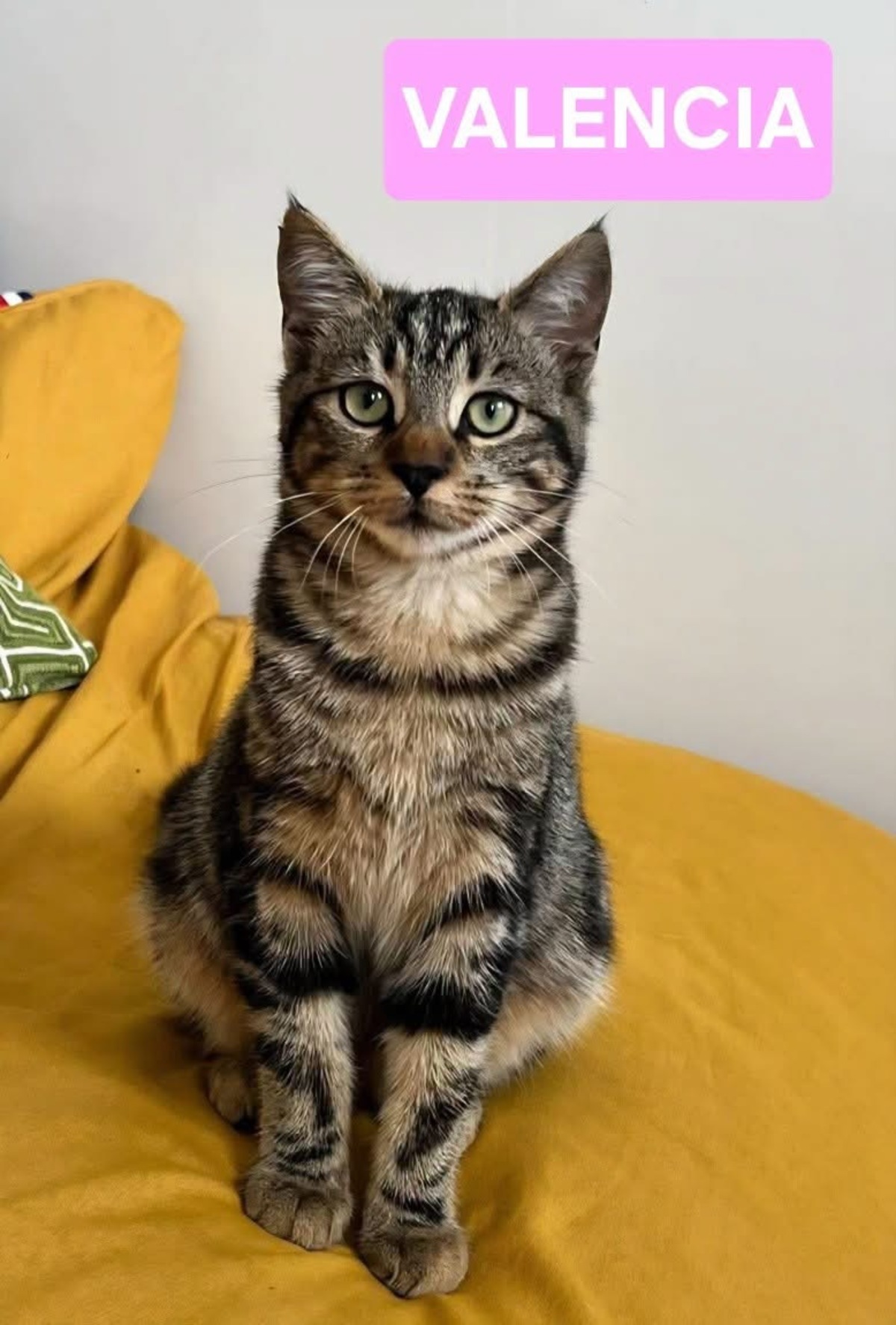 Adoption Valencia 
