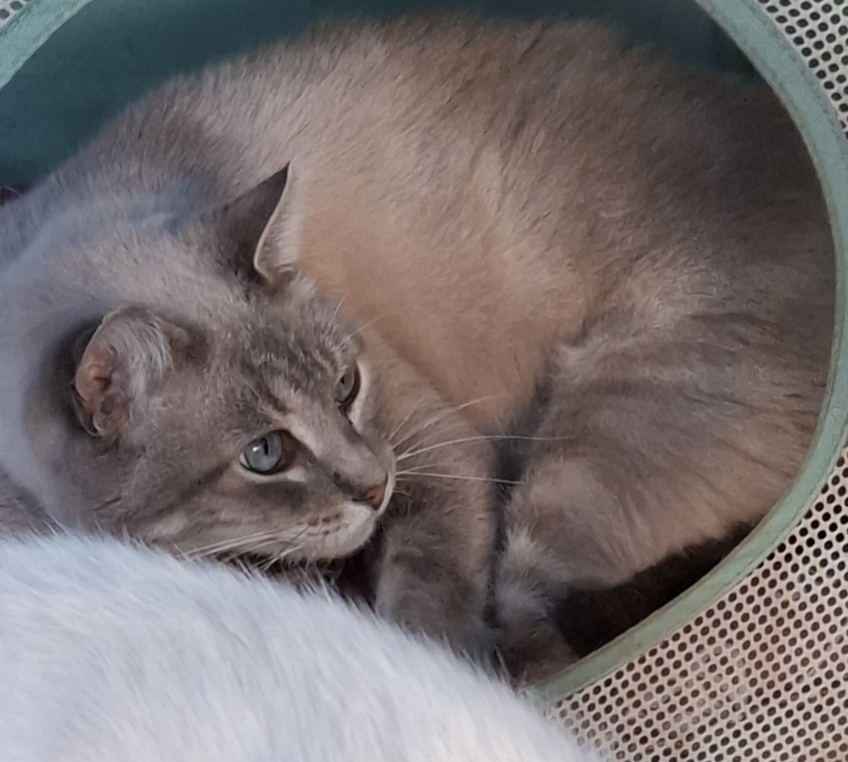 Adoption BIBOU