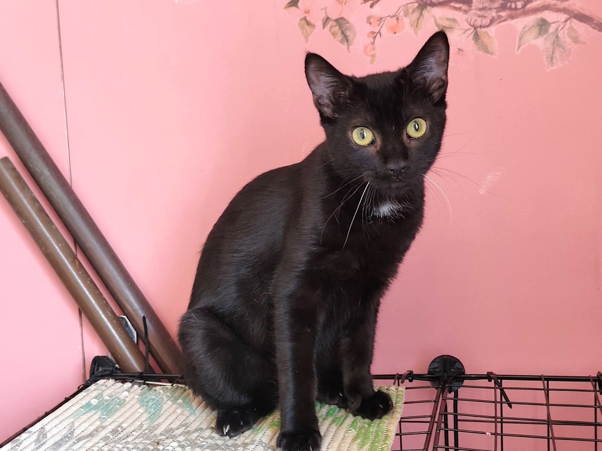 Adoption Bob
