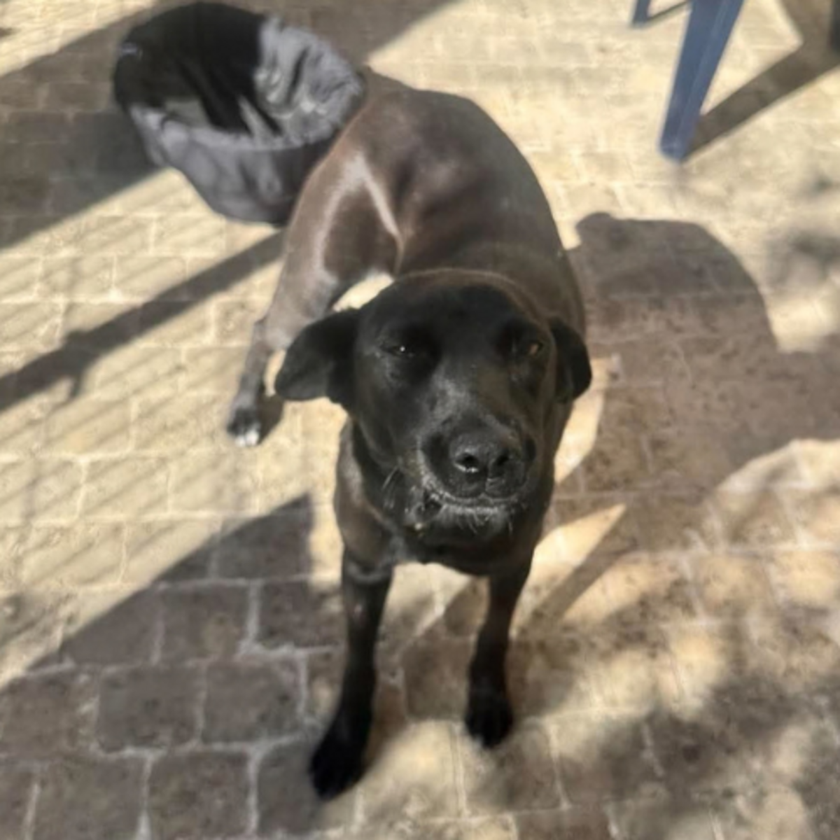 Adoption LAIKA