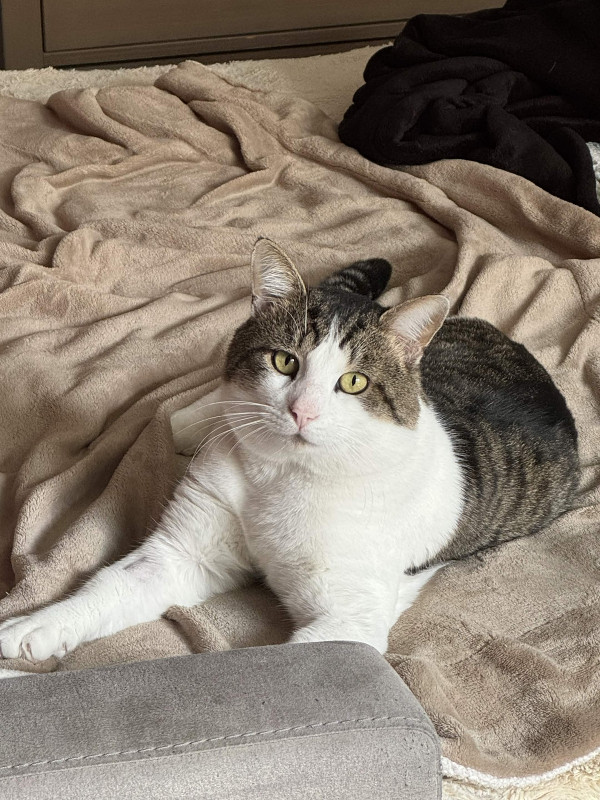 Adoption Simba