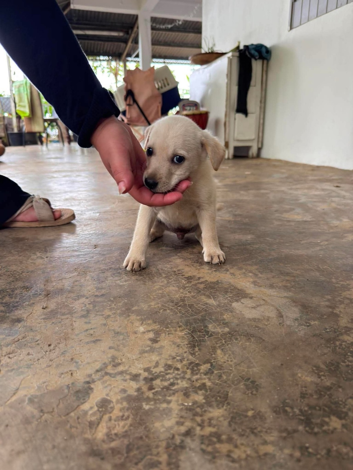 Adoption Aslan