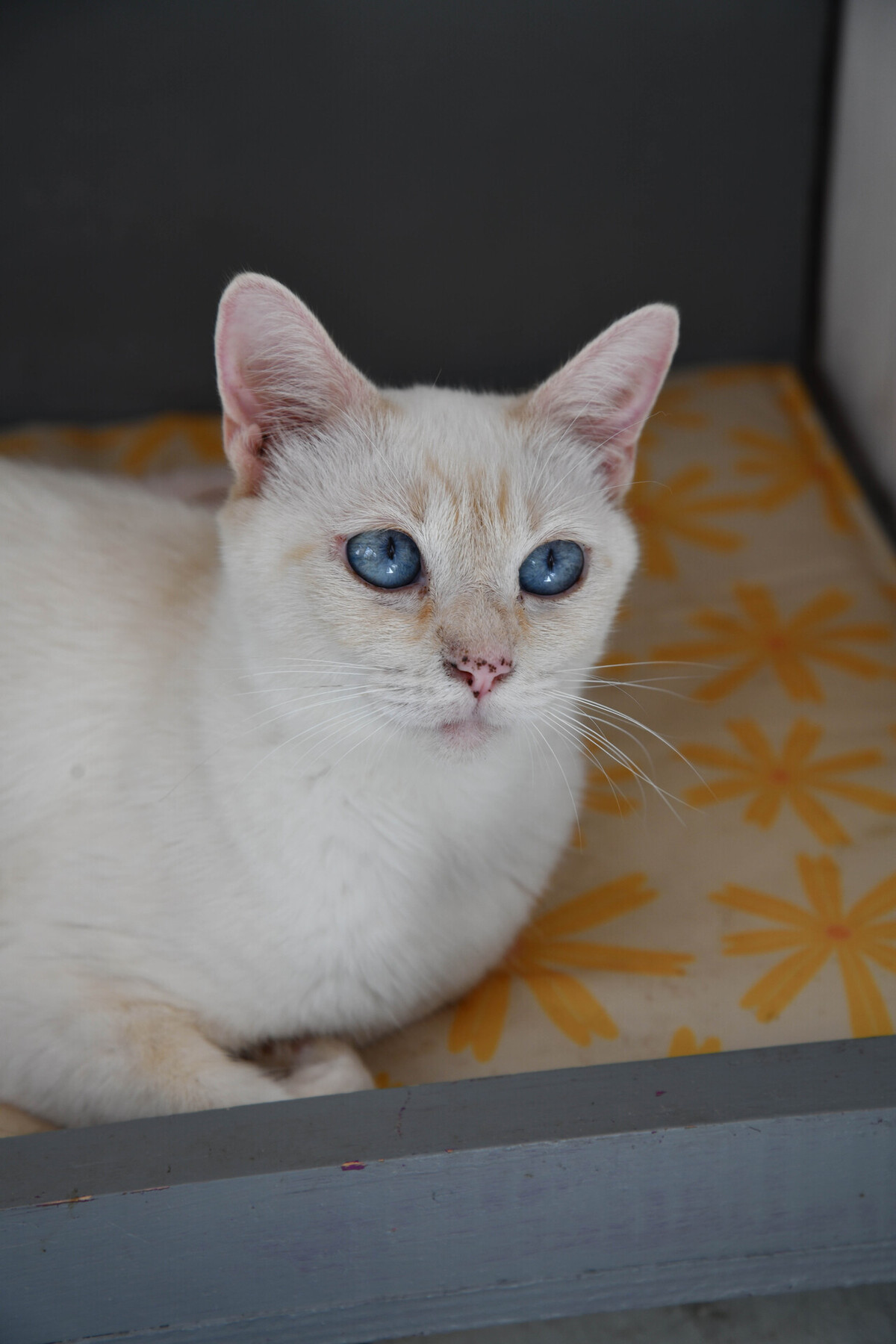 Adoption GALAXIE