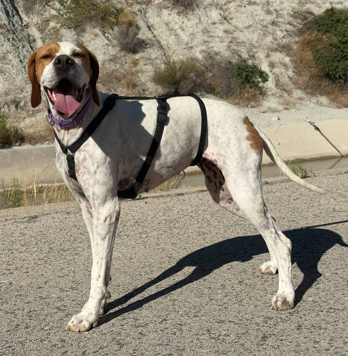 Adoption Ellie