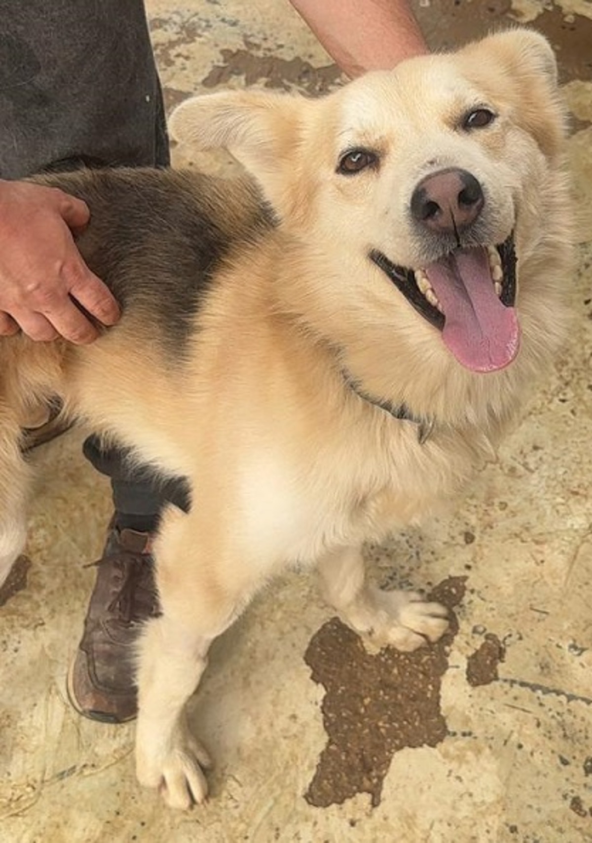 Adoption Cumpa