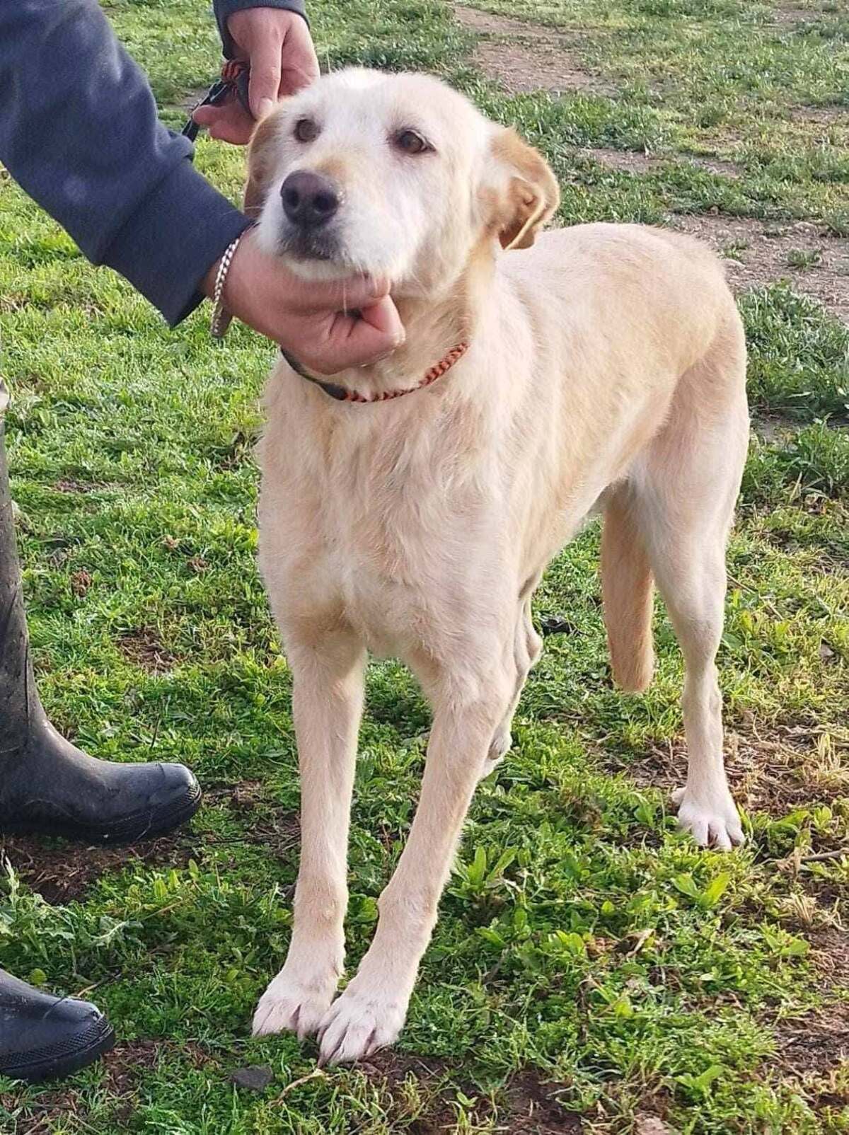 Adoption Bimba