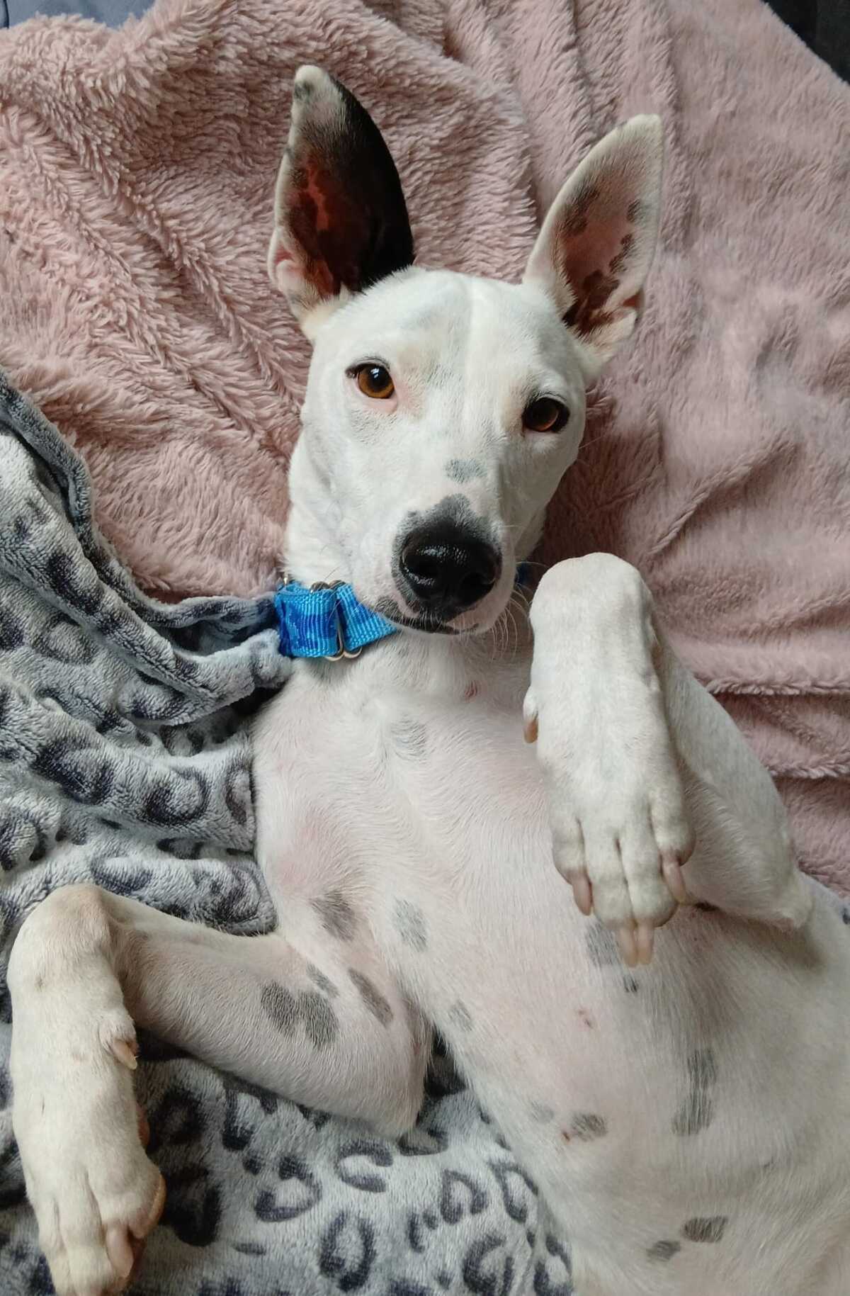Adoption Tayson