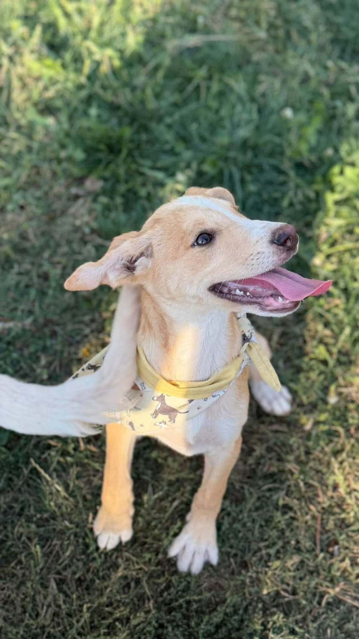 Adoption Anatole