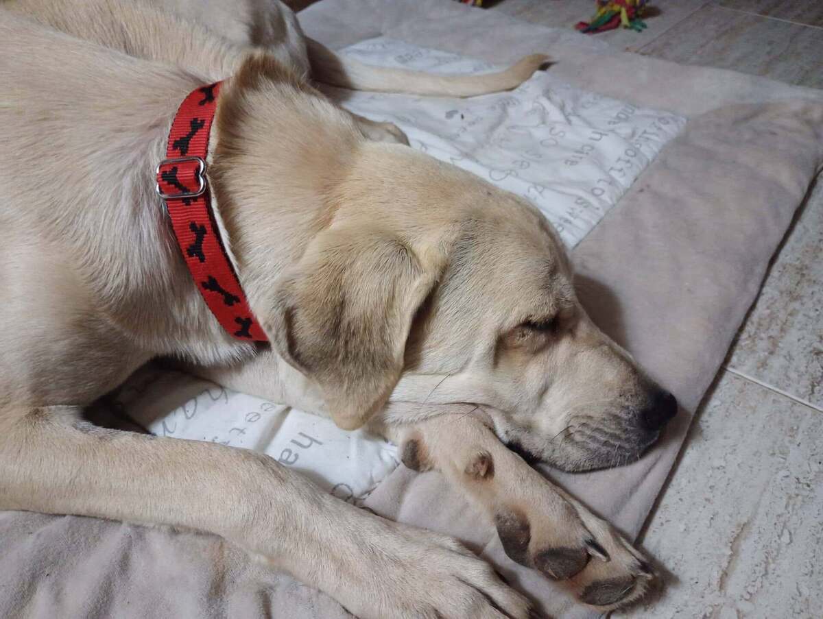 Adoption Elsie
