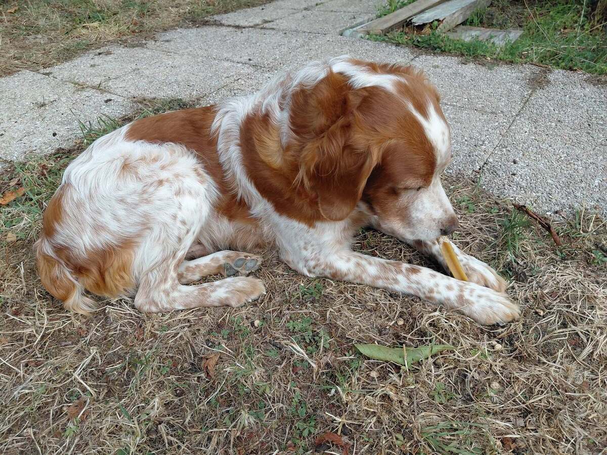 Adoption Loupiot