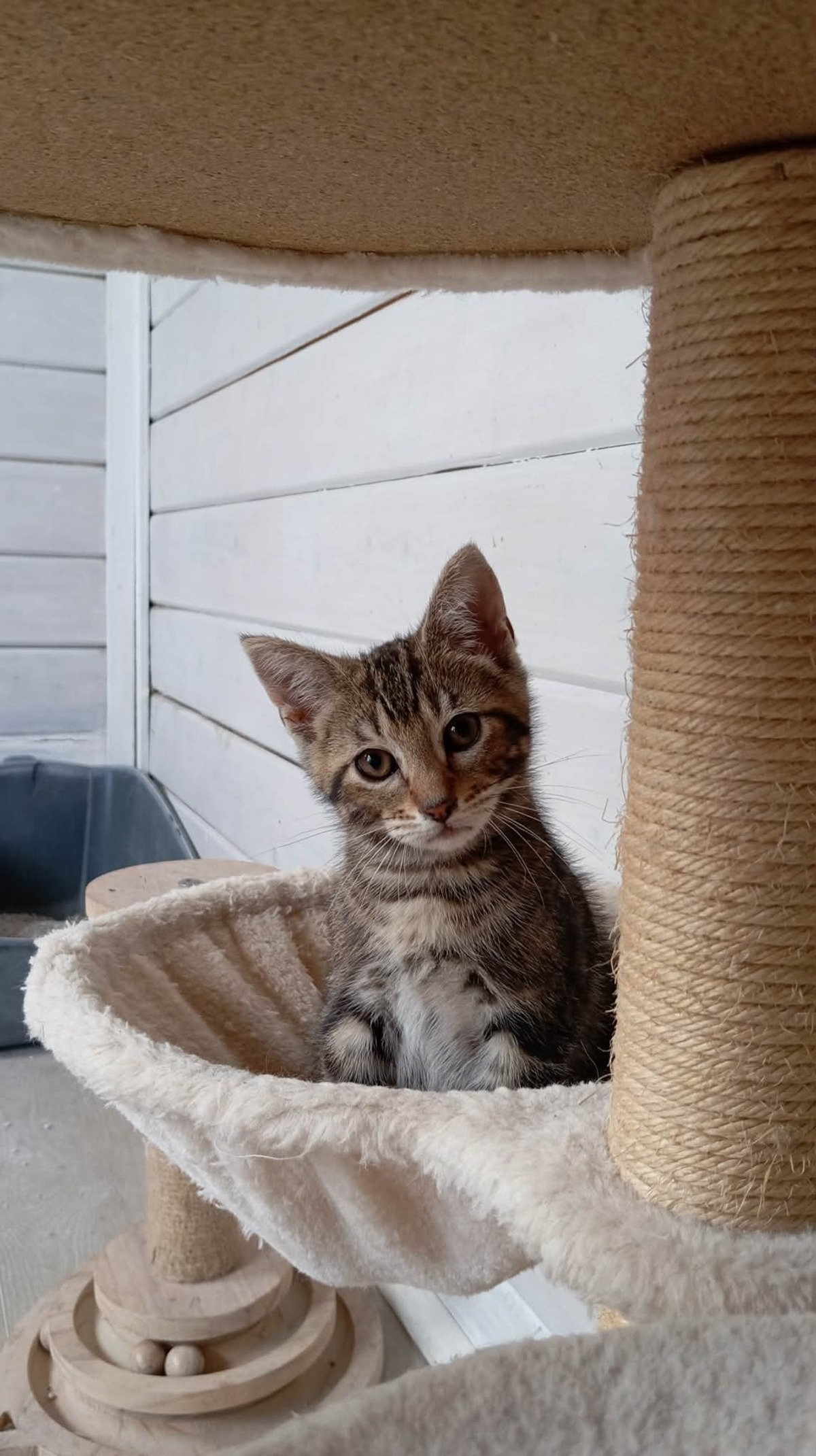Adoption SMOOTHIE