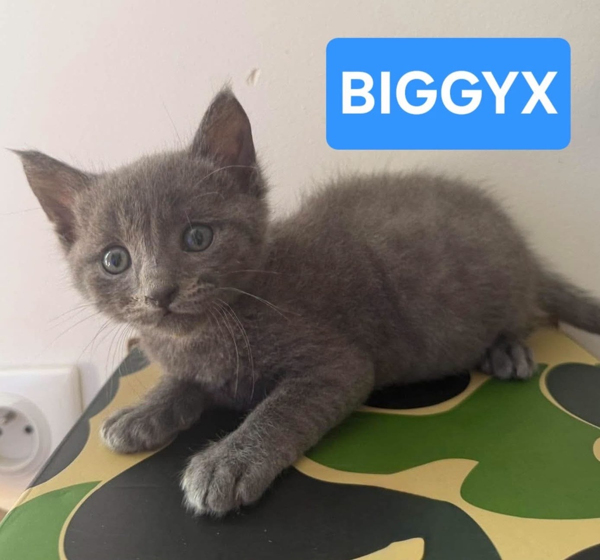 Adoption Biggyx 