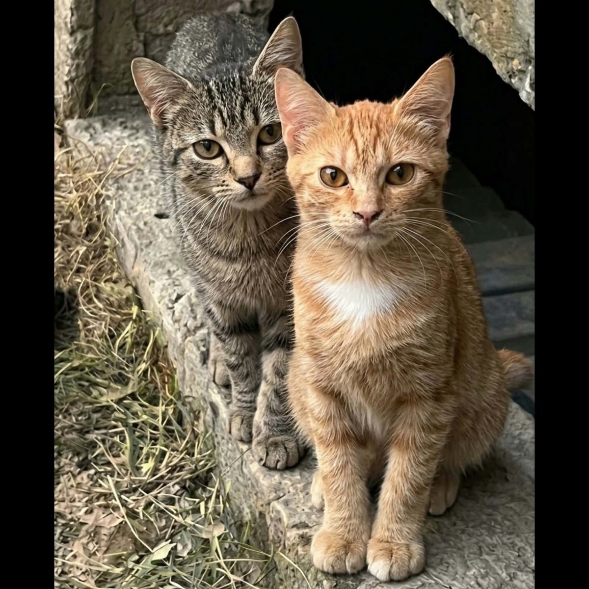 Adoption Balzac et Sézane