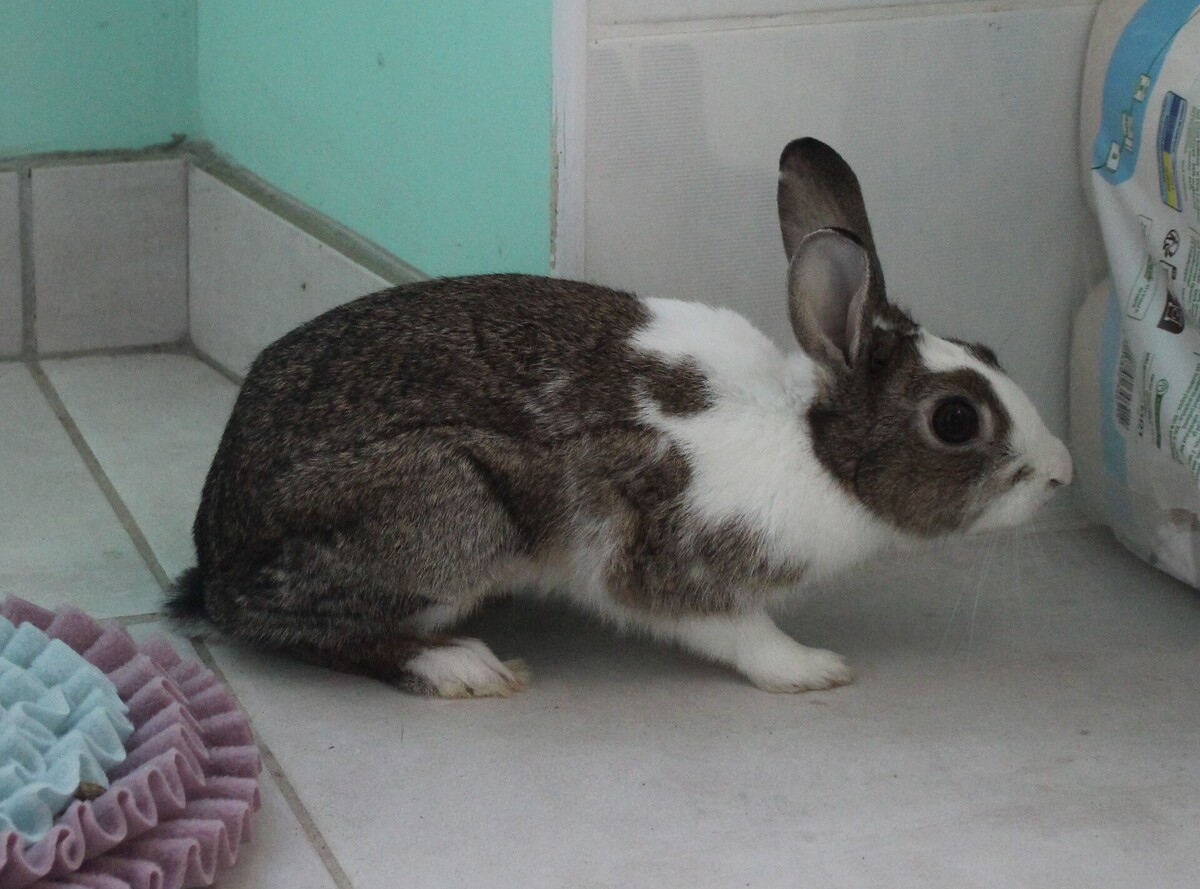 Adoption Toumaï