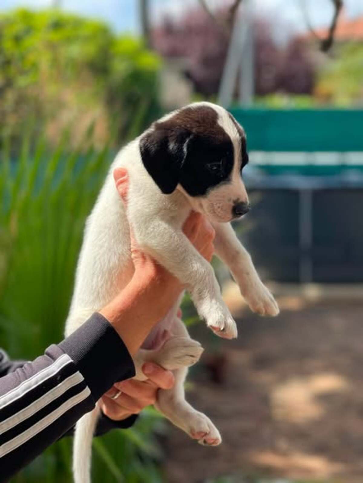 Adoption Oscar