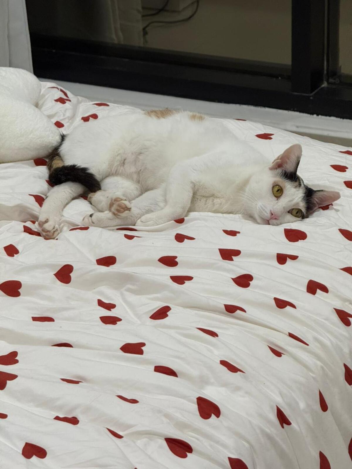 Adoption Lola