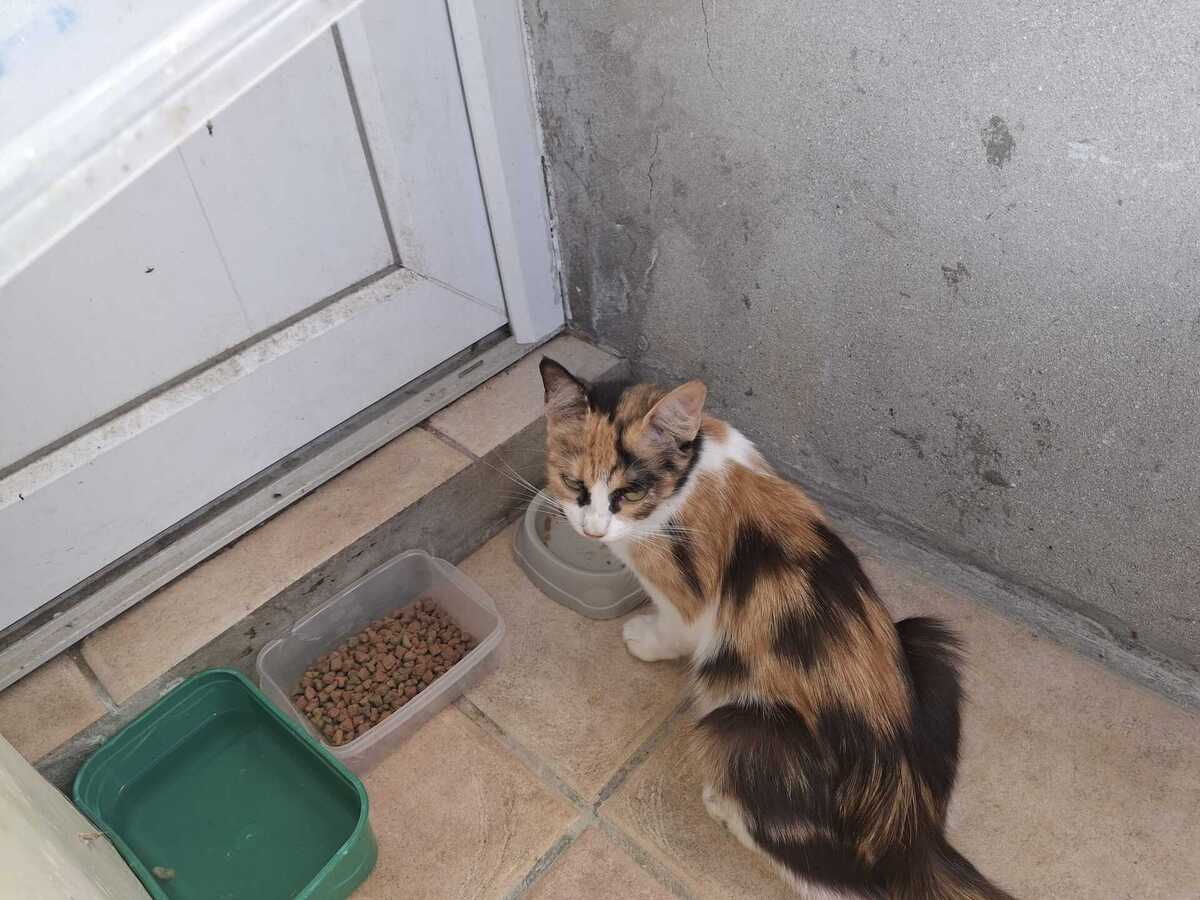 Adoption Amina