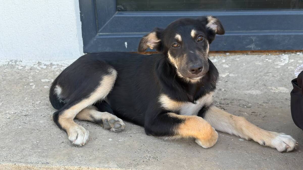 Adoption Lessie