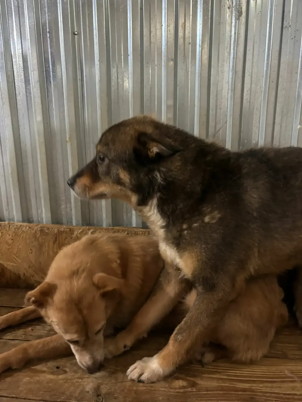 Adoption Zola