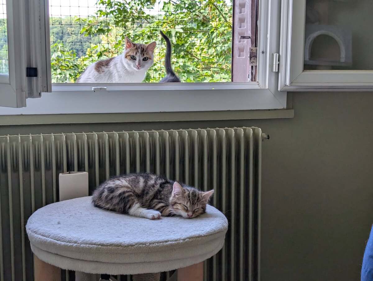 Adoption Curie