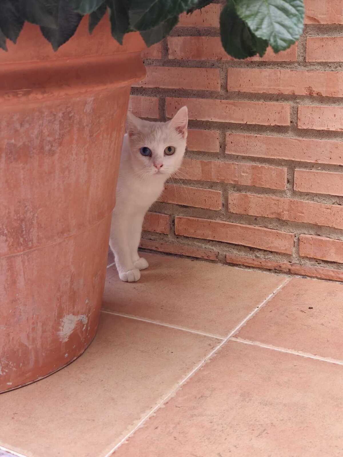 Adoption Perla