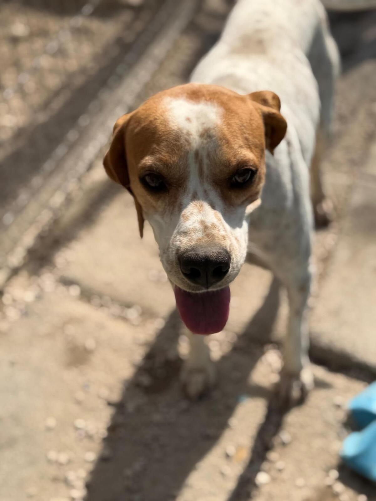 Adoption Thor